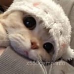 ابراہیم فاروق